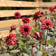 Night Silence Dahlia Knöl