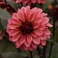 Night Silence Dahlia Knöl