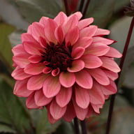 Night Silence Dahlia Knöl