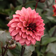Night Silence Dahlia Knöl