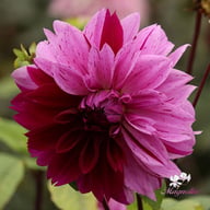 Nikola Tesla (Mutant Thomas Edison) Dahlia Tuber