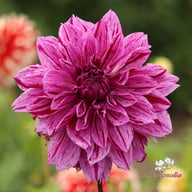 Nikola Tesla (Mutant Thomas Edison) Dahlia Tuber