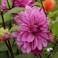 Nikola Tesla (Mutant Thomas Edison) Dahlia Tuber