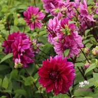 Nikola Tesla (Mutant Thomas Edison) Dahlia Tuber