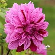 Nikola Tesla (Mutant Thomas Edison) Dahlia Tuber