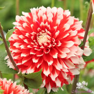 Noël Dahlia Tuber