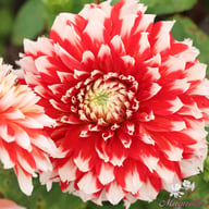 Noël Dahlia Tuber
