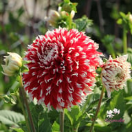 Noël Dahlia Tuber