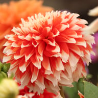 Noël Dahlia Tuber