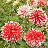 Noël Dahlia Tuber