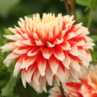Noël Dahlia Tuber