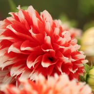 Noël Dahlia Tuber