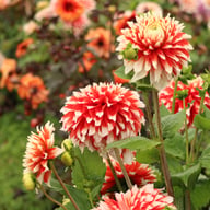 Noël Dahlia Tuber