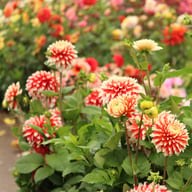Noël Dahlia Tuber