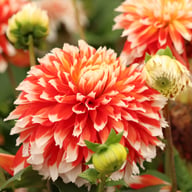 Noël Dahlia Tuber