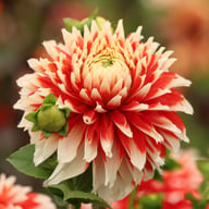 Noël Dahlia Tuber