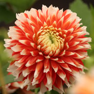 Noël Dahlia Tuber