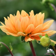Noordwijk's Glorie Dahlia Tuber