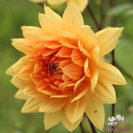 Noordwijk's Glorie Dahlia Tuber