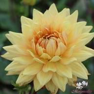 Noordwijk's Glorie Dahlia Tuber
