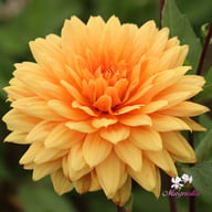 Noordwijk's Glorie Dahlia Tuber