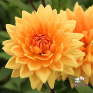 Noordwijk's Glorie Dahlia Tuber