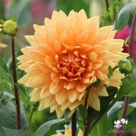 Noordwijk's Glorie Dahlia Tuber
