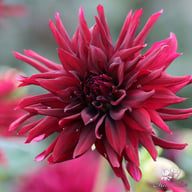 Nuit d'Eté Dahlia Tuber