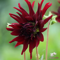 Nuit d'Eté Dahlia Tuber