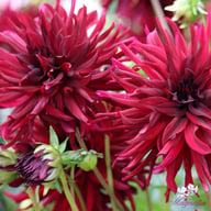 Nuit d'Eté Dahlia Tuber