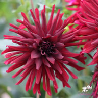 Nuit d'Eté Dahlia Tuber