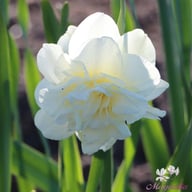 Obdam Narcissus Bulbs