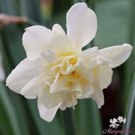 Obdam Narcissus Bulbs
