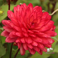 Ocean of Love Dahlia Knöl