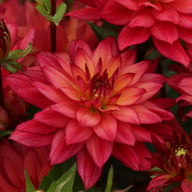 Ocean of Love Dahlia Knöl