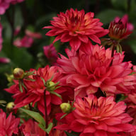 Ocean of Love Dahlia Knöl