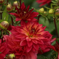 Ocean of Love Dahlia Knöl