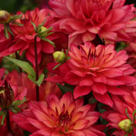 Ocean of Love Dahlia Knöl