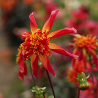 Octopus Sparkle Dahlia Tuber