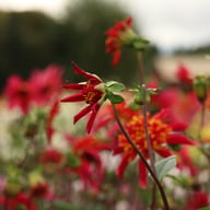 Octopus Sparkle Dahlia Tuber