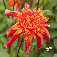 Octopus Sparkle Dahlia Tuber