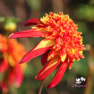 Octopus Sparkle Dahlia Tuber