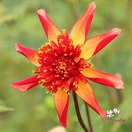 Octopus Sparkle Dahlia Tuber