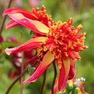 Octopus Sparkle Dahlia Tuber