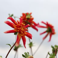 Octopus Sparkle Dahlia Tuber
