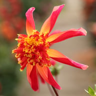Octopus Sparkle Dahlia Tuber