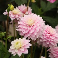 Offshore Dream Dahlia Tuber