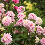 Offshore Dream Dahlia Tuber