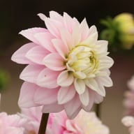 Offshore Dream Dahlia Tuber