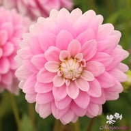 Offshore Dream Dahlia Knöl